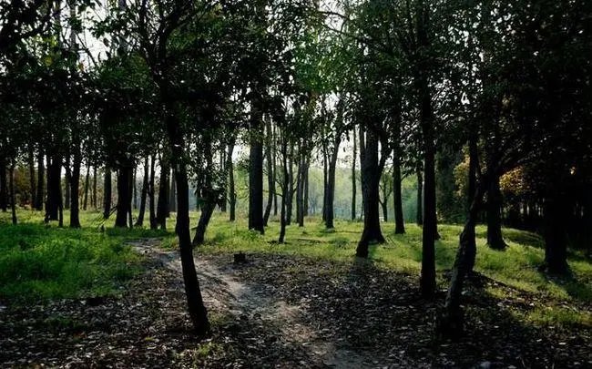 唐山两人在小树林里遇害,刑警介入,案件中有哪些值得关注的信息?