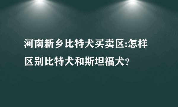 河南新乡比特犬买卖区:怎样区别比特犬和斯坦福犬？