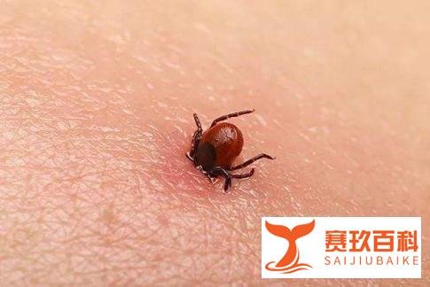 艾薇儿和比伯被蜱虫叮咬,养宠物、野外活动的人要小心