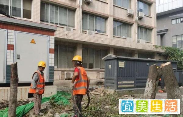 多方被追责！成都桂花巷部分行道树被砍事件处理结果公布