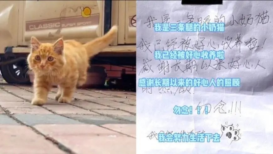 男子投喂三腿猫半月发现收养纸条,纸条上有什么内容?