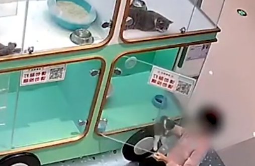 成都俩小孩打配合偷走宠物店价值3600元的猫咪,家长是否需要为此担责?