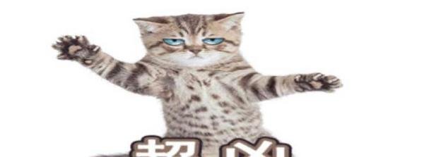 吸猫是种毒，如何来拯救！