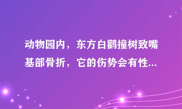 动物园内，东方白鹳撞树致嘴基部骨折，它的伤势会有性命之忧吗？