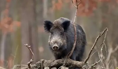南京野猪跑到田里捣乱,还听歌睡大觉,野猪的危害有哪些?