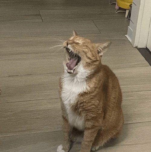 猫叫最忌三个时间