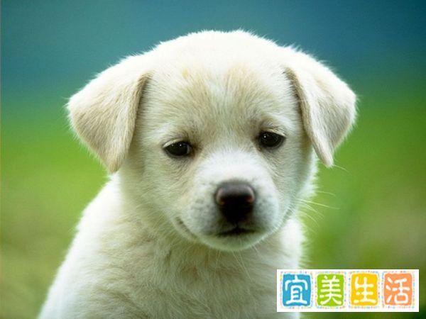 怎么样让QQ宠物的心情变好?