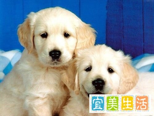 怎么样让QQ宠物的心情变好?