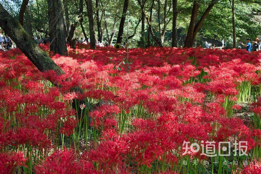 冥界有花,意为死亡?