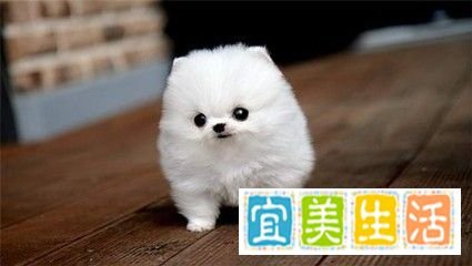 怎么样让QQ宠物的心情变好?