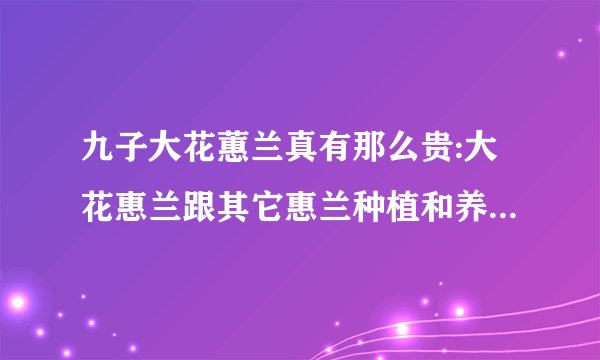 九子大花蕙兰真有那么贵:大花惠兰跟其它惠兰种植和养护有什么区别？