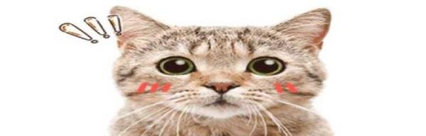 吸猫是种毒，如何来拯救！