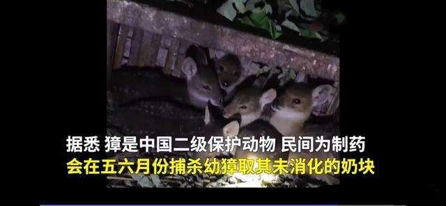 二级保护动物獐被“活体取奶”,应该受到什么惩罚?