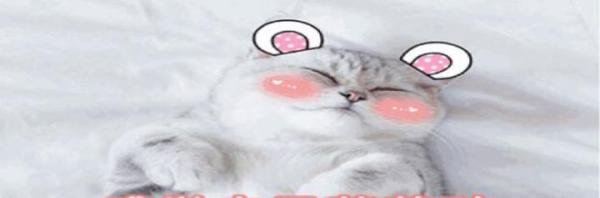 吸猫是种毒，如何来拯救！