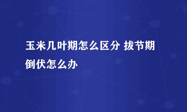 玉米几叶期怎么区分 拔节期倒伏怎么办