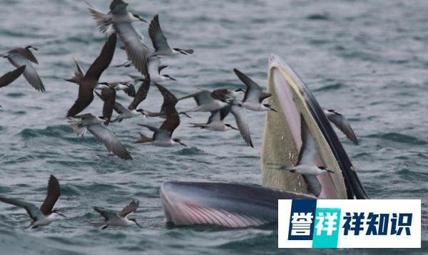 新客家“人”？8米长鲸鱼来深圳大鹏湾超一周了，还没有离开意思。