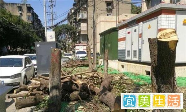 多方被追责！成都桂花巷部分行道树被砍事件处理结果公布