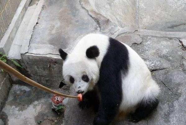 永巴的背景简介
