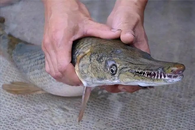 昆明鳄雀鳝“捕手”：猪腰花做诱饵，3分钟钓1条鳄雀鳝，是好方法吗？