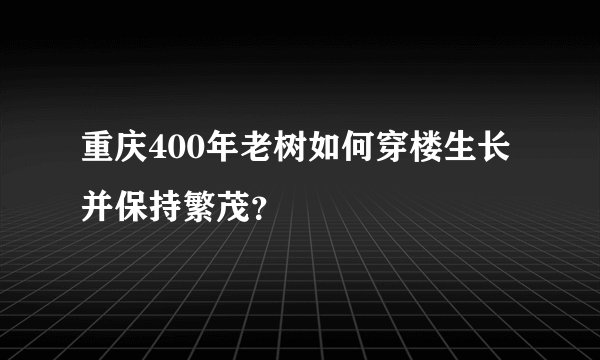重庆400年老树如何穿楼生长并保持繁茂？