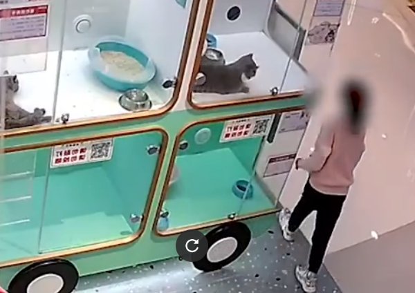 成都俩小孩打配合偷走宠物店价值3600元的猫咪,家长是否需要为此担责?