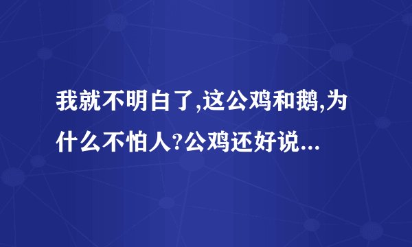 我就不明白了,这公鸡和鹅,为什么不怕人?公鸡还好说,虽然它不怕人,但...
