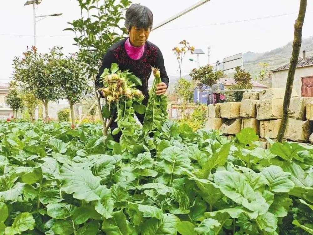 上海市已抢种蔬菜面积达8万多亩，能给市民带来哪些保障？