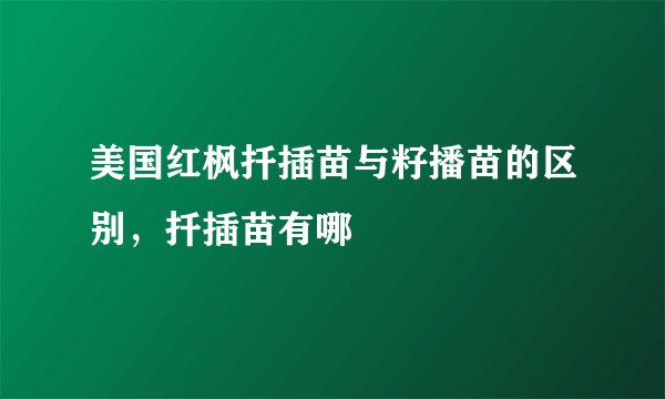美国红枫扦插苗与籽播苗的区别，扦插苗有哪