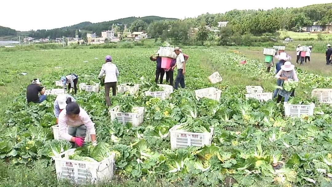 上海市已抢种蔬菜面积达8万多亩,能给市民带来哪些保障?