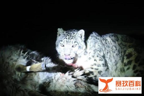 新疆乌什一雪豹下山，连夜咬死40余只羊后，竟在羊圈睡起了大觉