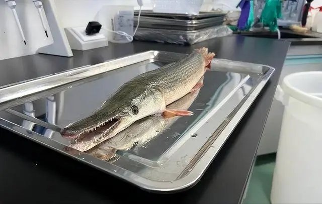 昆明鳄雀鳝“捕手”：猪腰花做诱饵，3分钟钓1条鳄雀鳝，是好方法吗？