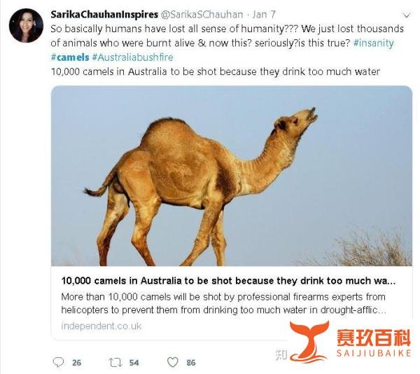 争议：澳大利亚到底该不该5天射杀5000多头野生骆驼？