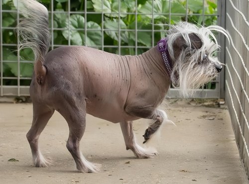 冠毛犬多少钱一只啊