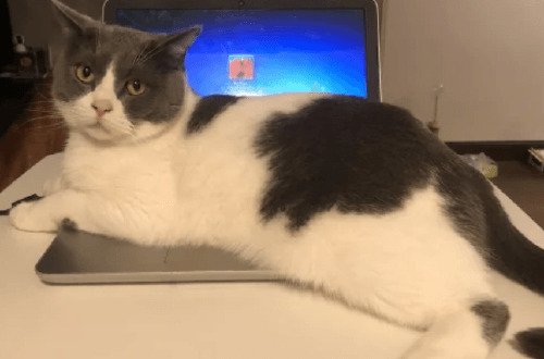 猫叫最忌三个时间