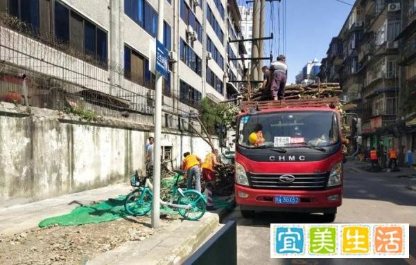 多方被追责！成都桂花巷部分行道树被砍事件处理结果公布