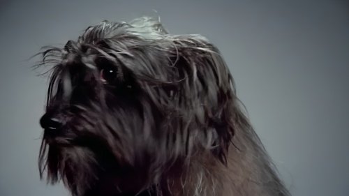 冠毛犬多少钱一只啊