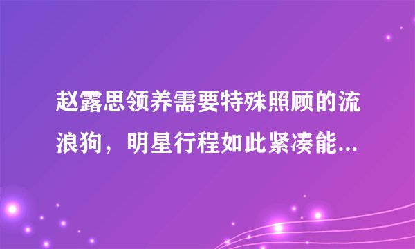 赵露思领养需要特殊照顾的流浪狗，明星行程如此紧凑能照顾好狗吗？