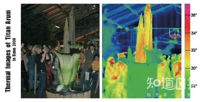 冥界有花,意为死亡?