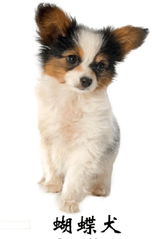 蝴蝶犬为什么禁养？