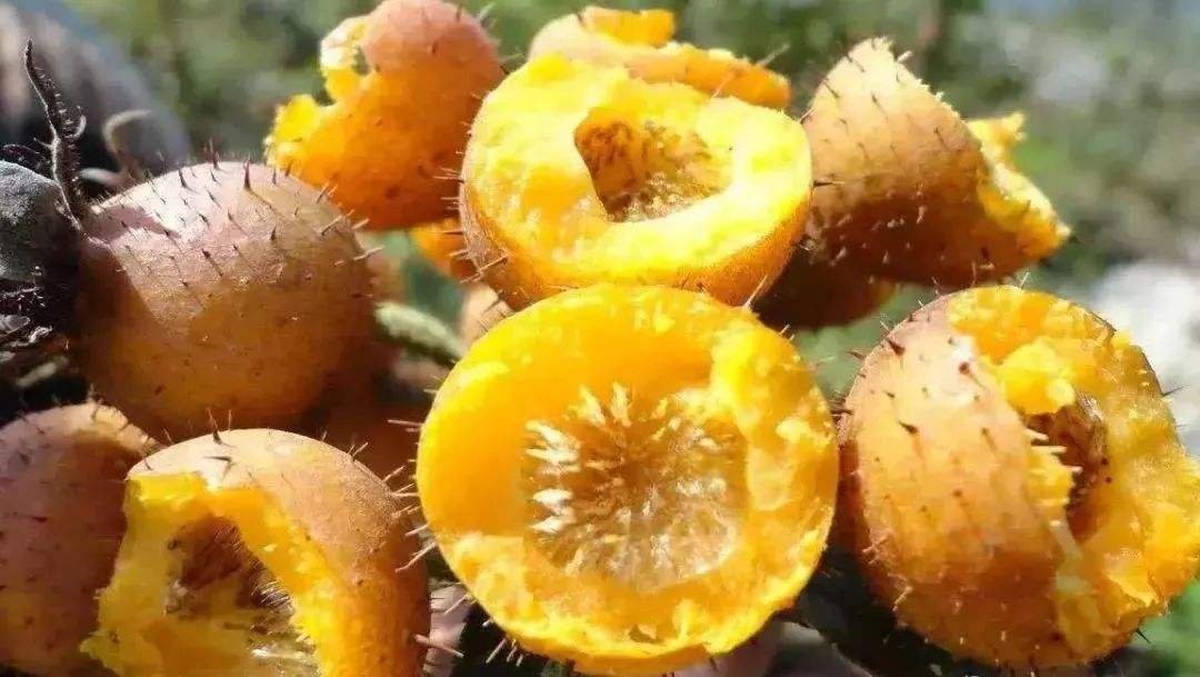 刺梨干果多少钱一斤