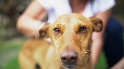 狗狗冠状病毒撑过5天会好吗