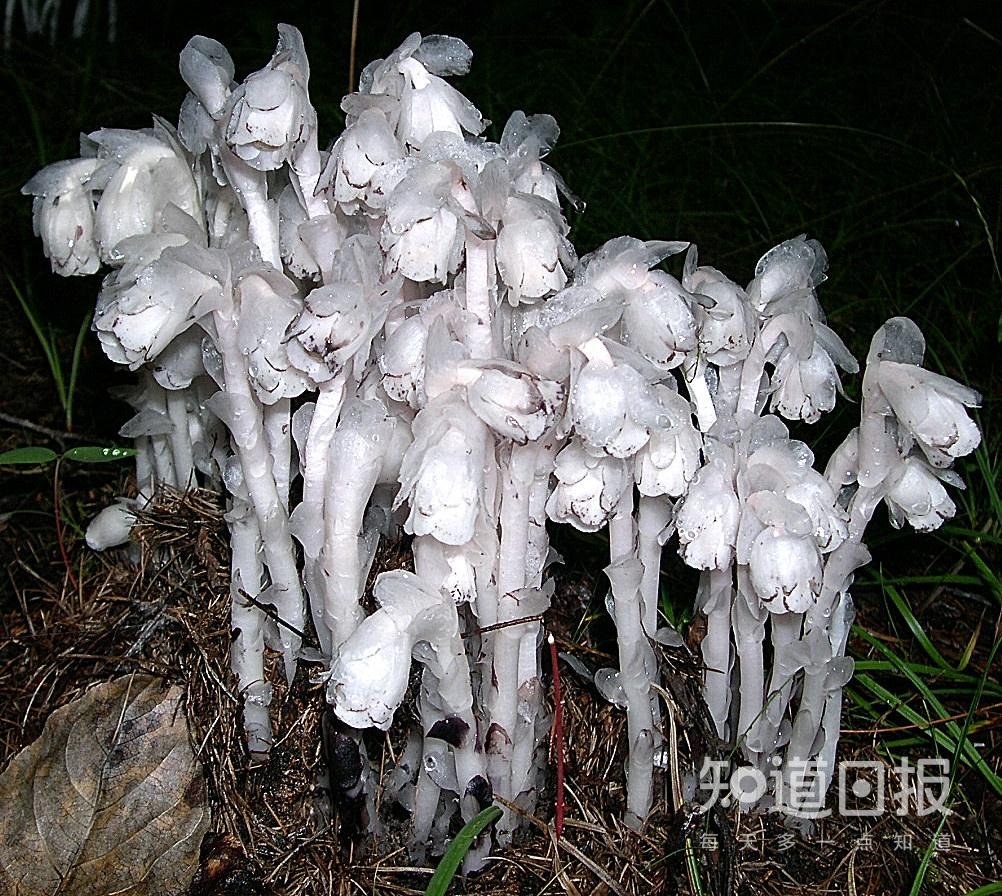 冥界有花,意为死亡?