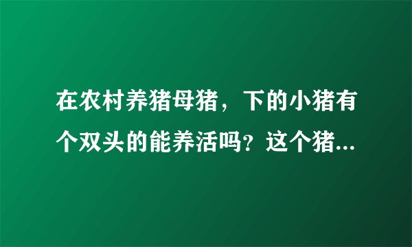 在农村养猪母猪,下的小猪有个双头的能养活吗?这个猪值钱吗?