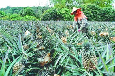 台主播推销凤梨一颗10块三颗50块,这种操作是什么意思?