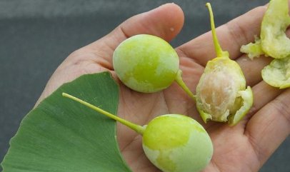 琥珀银杏果是什么地方的菜?吃琥珀银杏果有什么好?
