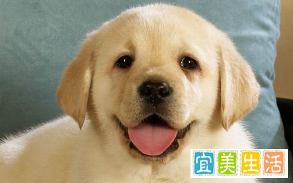 怎么样让QQ宠物的心情变好?