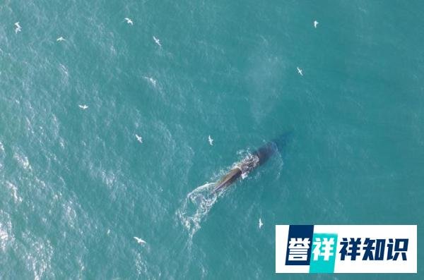 新客家“人”?8米长鲸鱼来深圳大鹏湾超一周了,还没有离开意思。