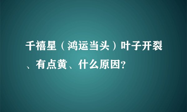 千禧星（鸿运当头）叶子开裂、有点黄、什么原因？