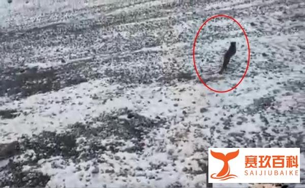 新疆乌什一雪豹下山，连夜咬死40余只羊后，竟在羊圈睡起了大觉