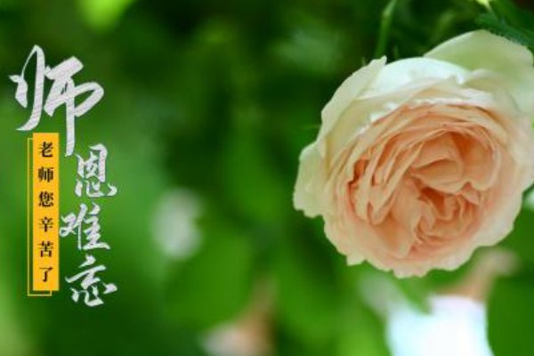 献给老师的简短诗歌